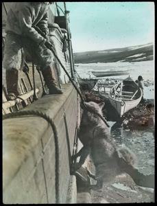 Image of Pulling Dog Over Rail [of S.S. Roosevelt]